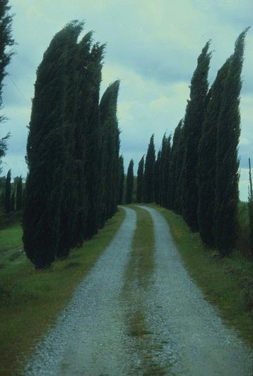 Pinien-Allee in der Toskana